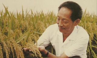 袁隆平生平简短简介 袁隆平生平简介