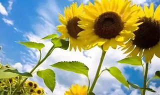 2021入伏从哪天算起 2021年头伏时间