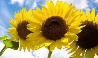 入伏2021多少天 2021年头伏时间