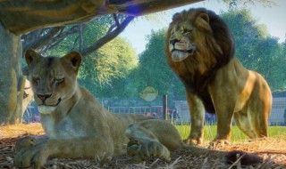 动物园之星蟑螂怎么养? 动物园之星蟑螂如何养