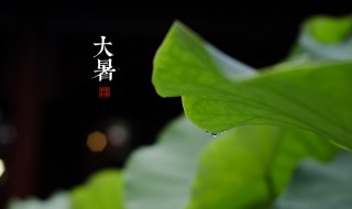 大暑养生要点讲解 大暑节气养生要点