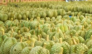 中国的榴莲之乡在哪里 中国的榴莲之乡在什么地方