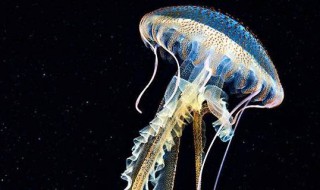 海母是什么 海母的介绍