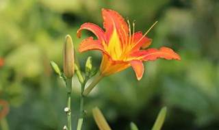 世界的母亲之花是什么 世界的母亲之花可以做药吗