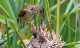 鸠占鹊巢鸠是指什么鸟 鸠占鹊巢鸠是什么鸟
