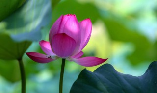 三伏天是什么意思含义 什么是三伏天