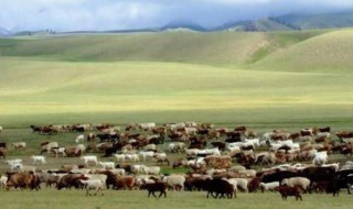 蒙古国的传统产业是什么 蒙古国的传统产业的介绍