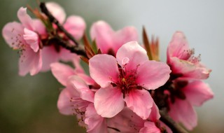 桃花的含义是什么 桃花的寓意介绍