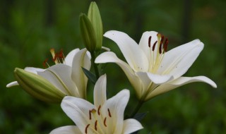 西伯利亚百合花语是什么 西伯利亚百合花语简介