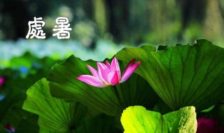 处暑之后种什么蔬菜 适合处暑之后种的蔬菜推荐