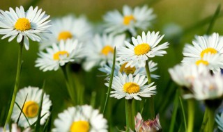 德国甘菊的生日花语是什么 德国甘菊简介