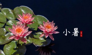 农民在小暑大暑做什么 农民在小暑大暑的习俗