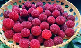 杨梅的做法 杨梅好吃做法