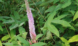 猫尾草的花语是什么 关于猫尾草的花语