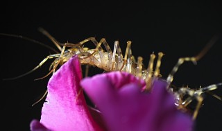 杀蚰蜒小妙招 杀蚰蜒的方法