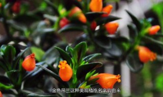 新买的金鱼吊兰咋养 新买的金鱼吊兰怎养