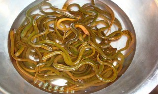 鳝鱼如何清洗 鳝鱼怎样清洗