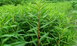 哪些人不能喝赶黄草 有什么人不能喝赶黄草