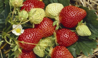 草莓如何种植结的果又大又多 阳台种植草莓方法分享