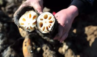 藕怎么种出来 藕的种植方法