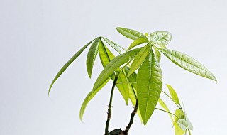 怎样养发财树才能又绿又旺盛 五种方法让你的发财树越养越发财