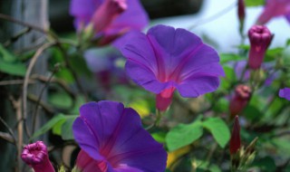 矮牵牛花种子播种方法 矮牵牛花种子怎么播种