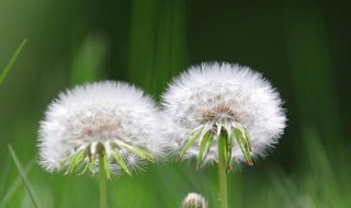 蒲公英片蒲公英片的功效与作用 蒲公英片的功效与作用是什么