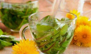 蒲公英汁蒲公英汁的功效与作用 蒲公英汁有什么功效