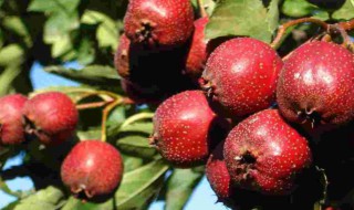 金星果的功效与作用 金星果的功效与作用有哪些