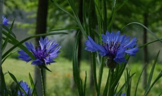 矢车菊矢车菊如何喝 矢车菊怎么喝