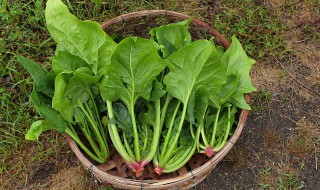 菠菜菜团子的做法 家常菠菜团子的做法