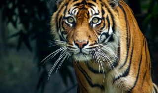 保护野生动物的重要性 保护野生动物有哪些重要性