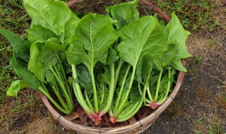 秋天有什么蔬菜 秋天有哪些蔬菜