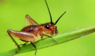 蟋蟀怎么叫 蟋蟀如何叫