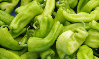 青辣椒炒河蚌的做法 青辣椒炒河蚌的烹饪方法