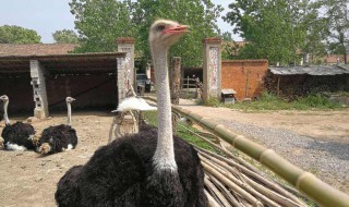 鸵鸟怎么养 关于鸵鸟怎么养