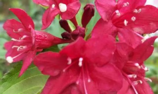 日日红花怎么养 日日红花怎样养