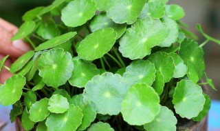 铜钱草怎么养殖土培 铜钱草如何养殖土培