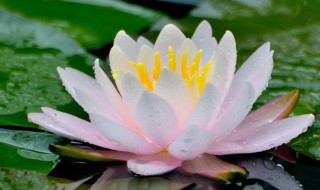 高度概括莲的品质 莲的品质高度概括