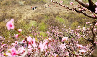 描写踏春的唯美句子 描写踏春的唯美句子精选