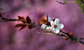 描写三月春天的唯美句子 描写三月的优美句子有哪些