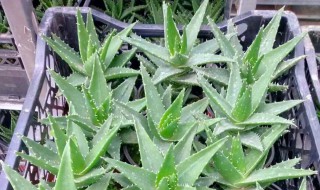 不夜城芦荟的功效作用介绍 不夜城芦荟有哪些功效作用介绍