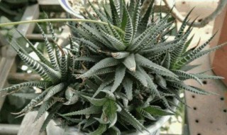 十二卷的养殖方法和注意事项 十二卷如何养殖