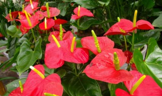 火鹤花和红掌的区别有哪些 火鹤花和红掌的区别有什么