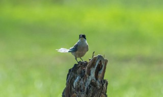 灰喜鹊的特点 关于灰喜鹊的特点