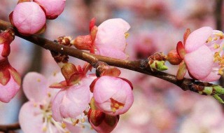 杏花特点是什么有哪些形态特征 有关杏花的他特点简介