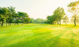 描写春天小草的句子 描写春天的小草句子示例