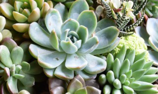 关于多肉植物的作文 描写多肉植物的优秀作文