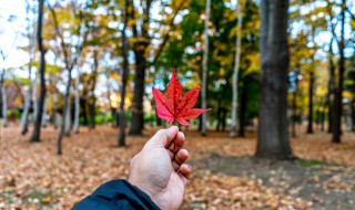 描写秋天萧瑟凄凉的句子 描写秋天萧瑟凄凉的句子推荐
