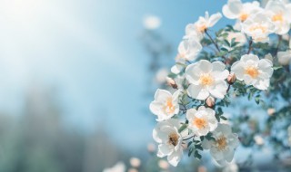 形容春天的短句子 春天的唯美句子